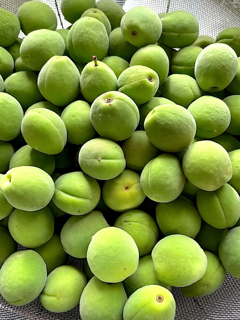 今年も梅干し漬けますよ🔴らっきょ酢で甘い梅干し|abekoさん