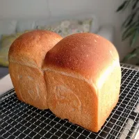 自家製酵母のライ麦食パン