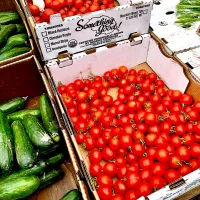 100% Certified Organic Tomatoes Grown in Santa Barbara County|gonbenさん