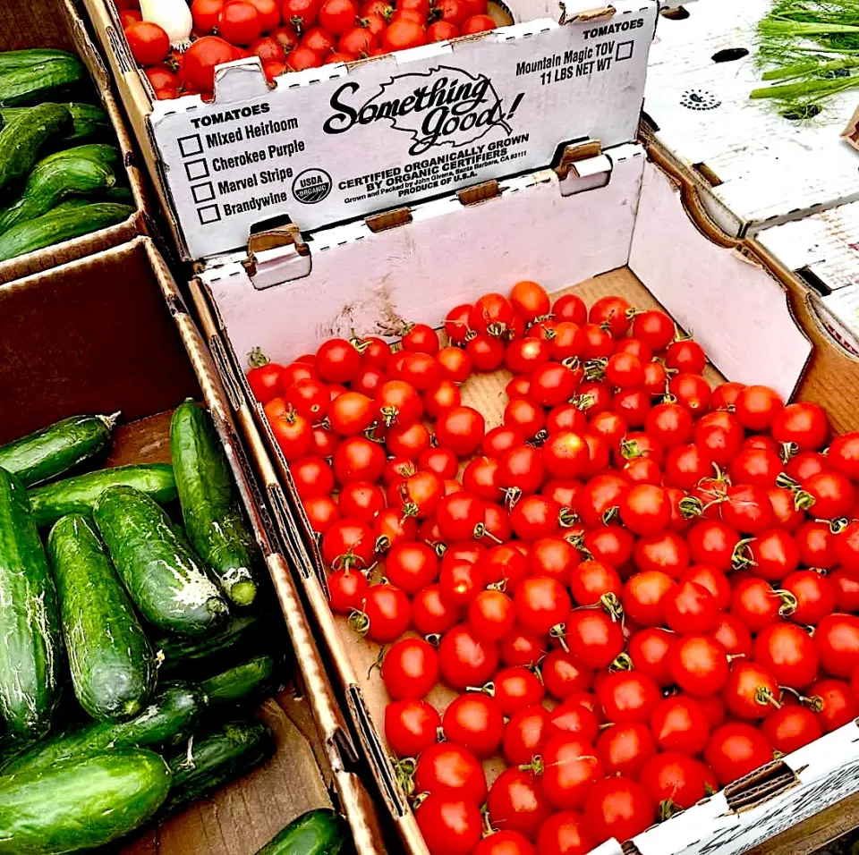 100% Certified Organic Tomatoes Grown in Santa Barbara County|gonbenさん