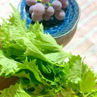 早起きは三文の徳！再び。青紫蘇もらった😊そして実家のガレージで密かに出来るぶどう🍇|さくたえさん