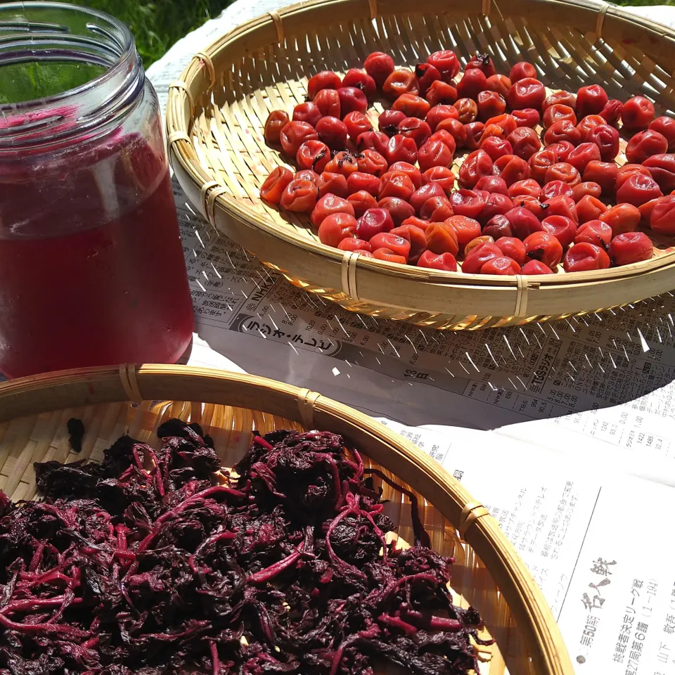 小梅　土用干し|とだともさん