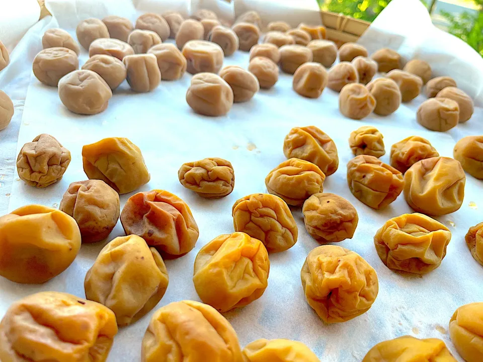 梅を干します🌸その①|1614さん