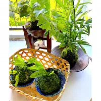 |シュトママさん