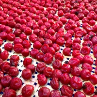 🔴1週間遅れの土用干し🔴|いちごさん