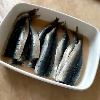 酢🐟|ぷわこさん