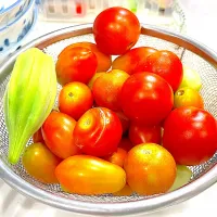 旬のトマトと左端はオクラ