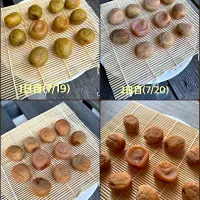【梅仕事】梅干し作り～土用干し編～