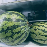 🍉🍉🍉🍉🍉🍉🍉🍉🍉🍉🍉🍉🍉🍉|ファンメイ🌺さん