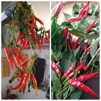 今年の赤唐辛子の収穫🌶| とだともさん