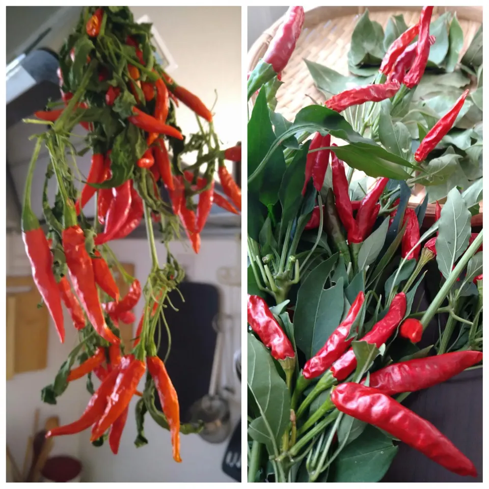 今年の赤唐辛子の収穫🌶|とだともさん
