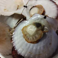 チビ帆立の酒蒸し|Tom Seaさん