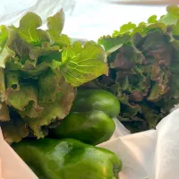 #ご近所さんの畑の野菜- #gokinjo-san no hatake no yasai VEGGIES FROM MY NEIGHBOUR•S GARDEN #スイス#suisu|LNAさん