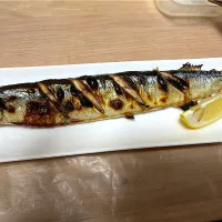 初サンマ|もーやんさん