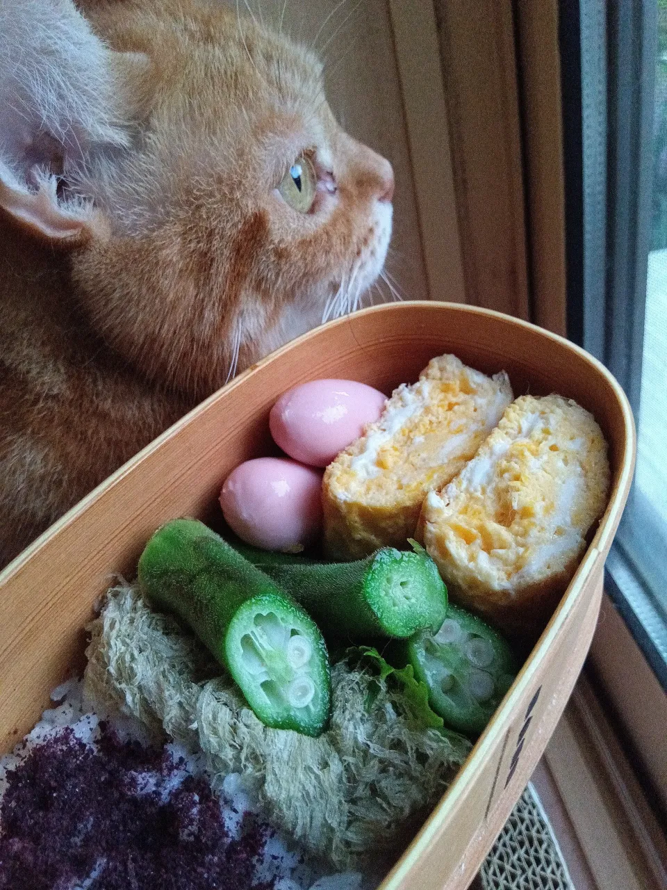 朝どれオクラお弁当|さくらんぼさん