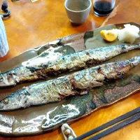 秋刀魚|ドッコイさん