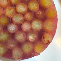 畑で狩ってきたピオーネのぶどうゼリー🍇(カット前)| DKさん