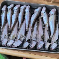 ハタハタの干物|わかさん