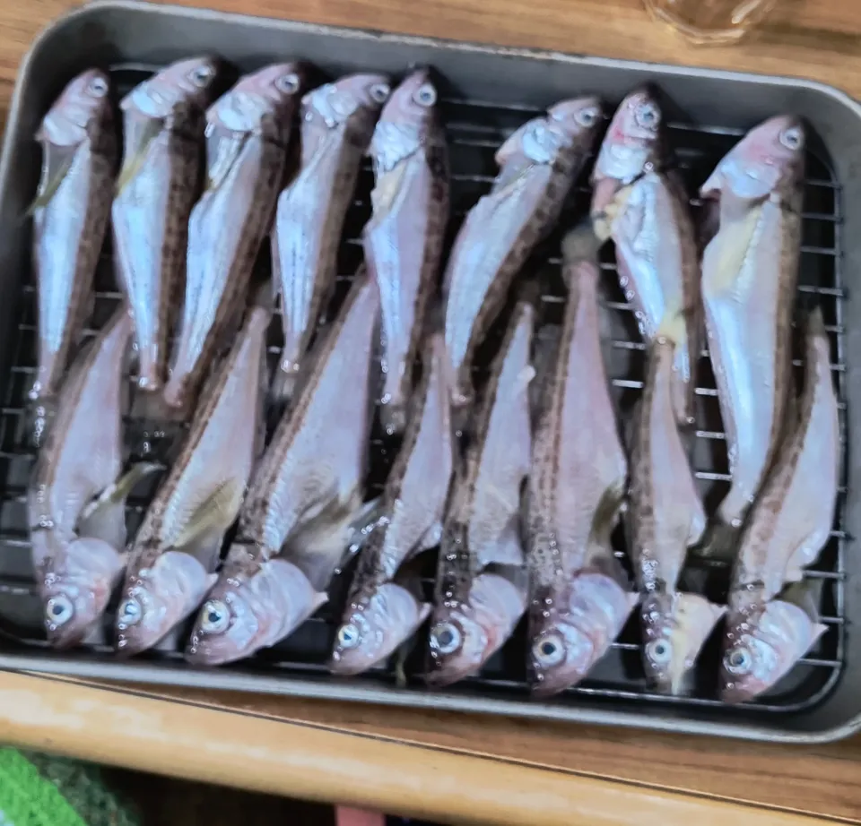 ハタハタの干物|わかさん