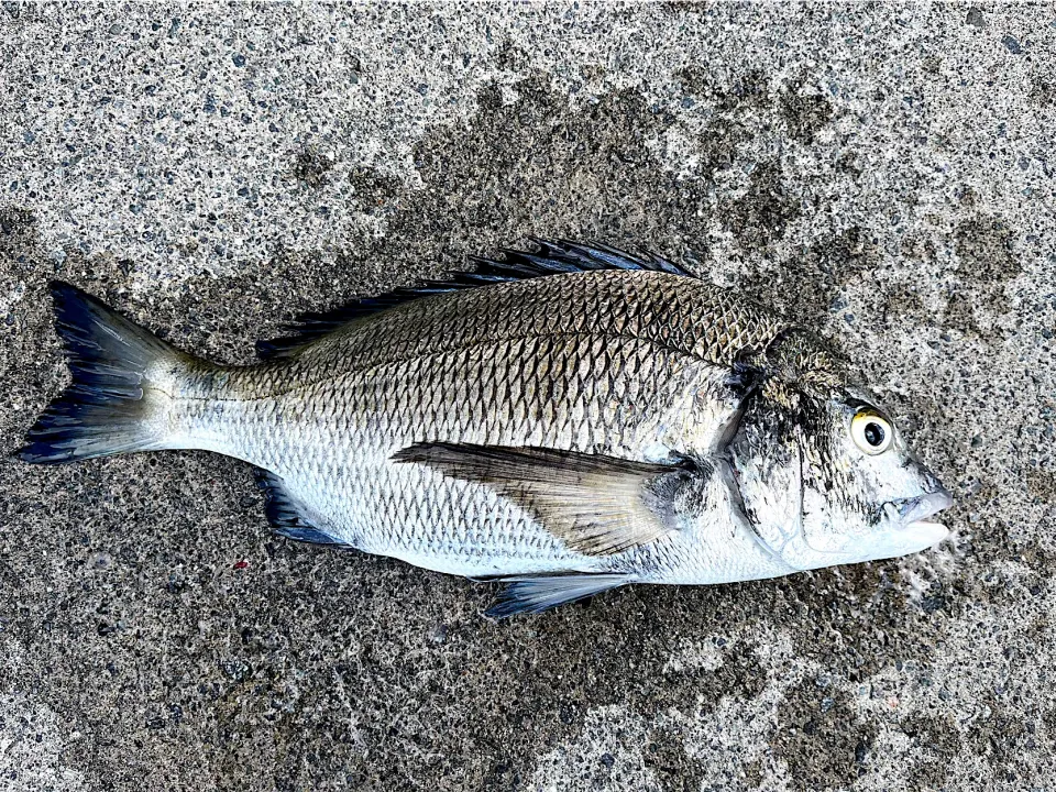 秋田で知らない人からもらった黒鯛|なみさん