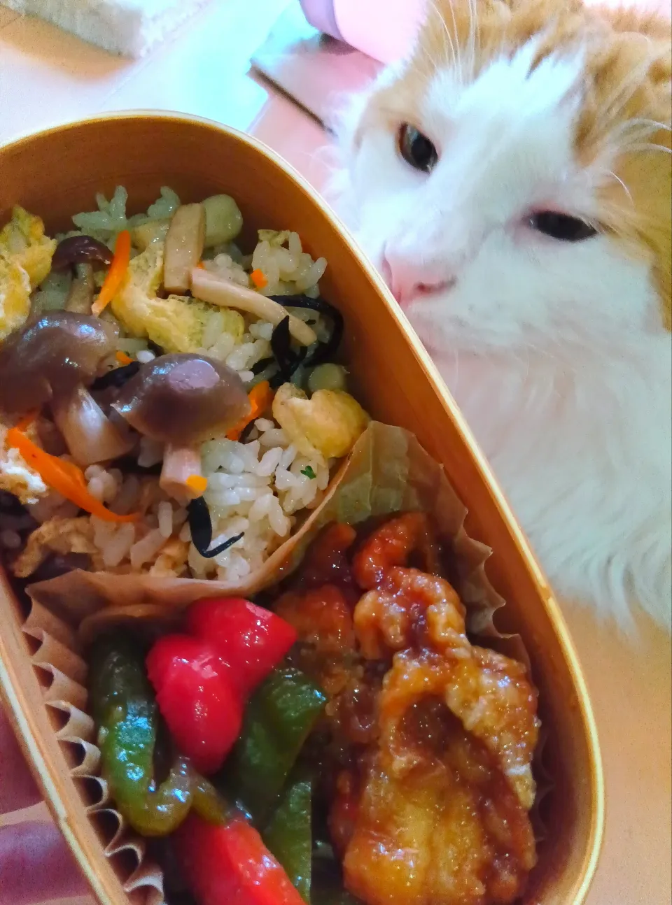 炊き込みごはんお弁当😺|さくらんぼさん