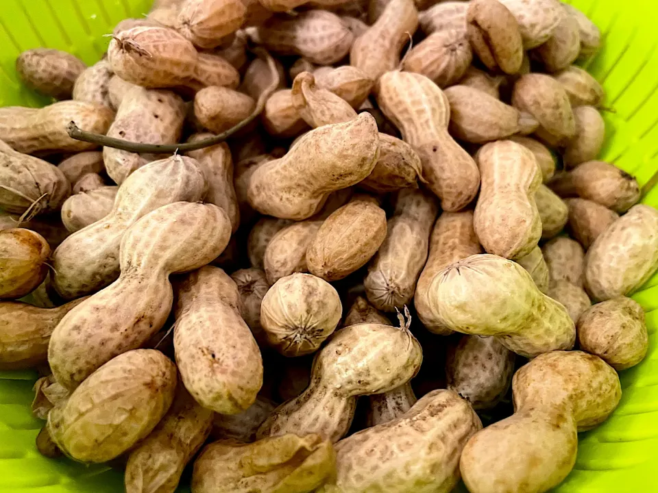 生落花生🥜|もなかさん