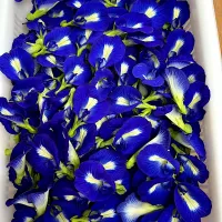 バタフライピー300個〜400個毎日収穫♪| ゆうみん（4人の母ちゃん）さん