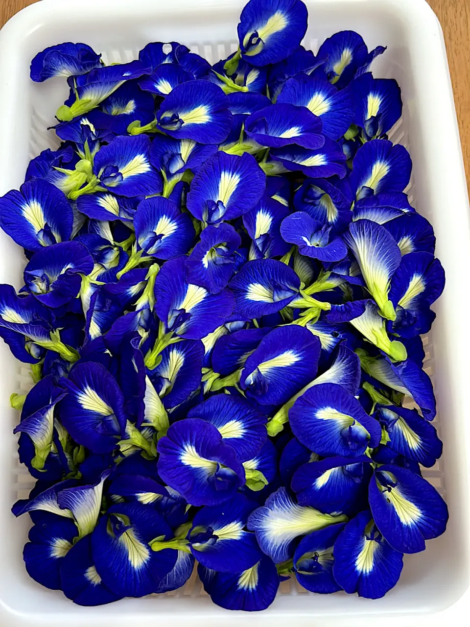 バタフライピー300個〜400個毎日収穫♪|ゆうみん（4人の母ちゃん）さん