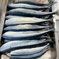 秋刀魚の掴み取り　夫婦で３０尾GET！夫17尾私１３尾|renharuruさん