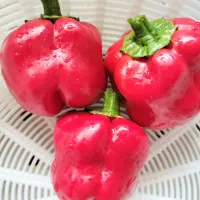 やっと出来たパプリカ|みよぱさん