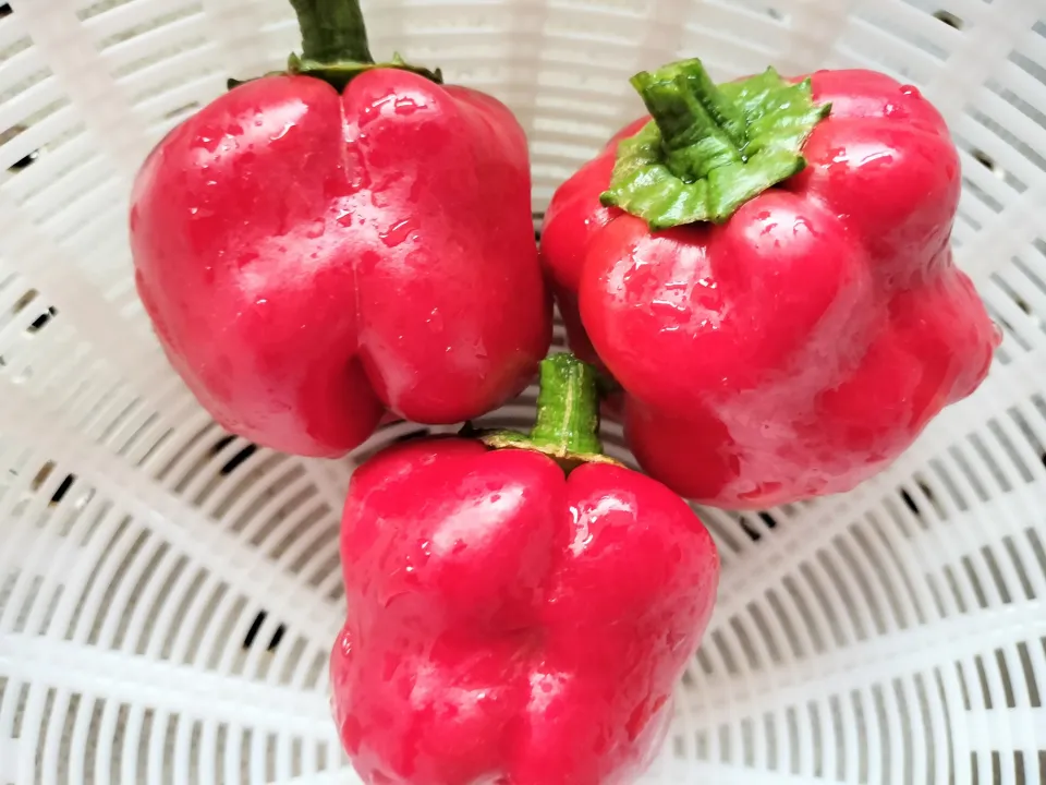 やっと出来たパプリカ|みよぱさん