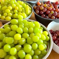 シヤインマスカツトと巨峰収穫しました|じゅんぺいさん