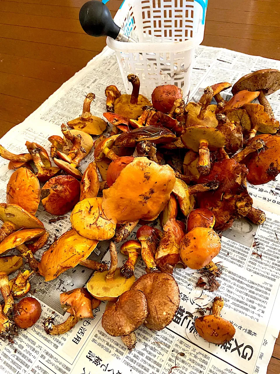 10月４日 ３回目のきのこ狩りです|renharuruさん