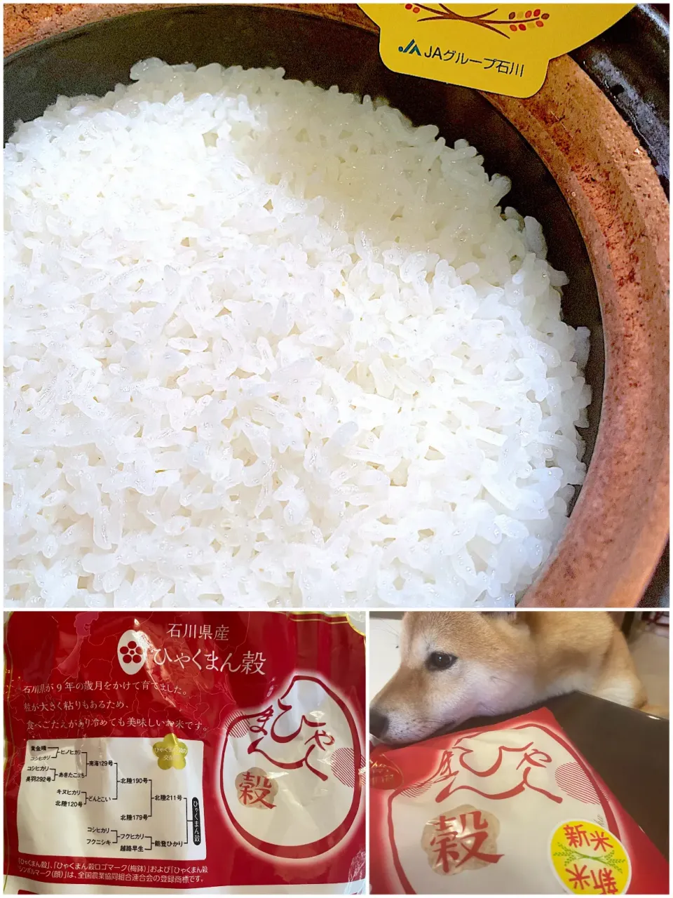 石川県産🌾ひゃくまん穀|yucca@さん
