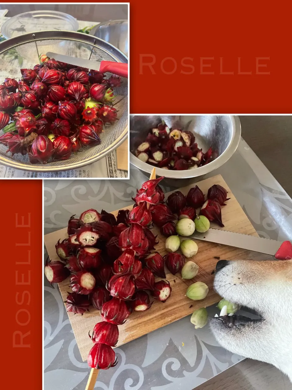 ローゼルと戯れる🔴|yucca@さん