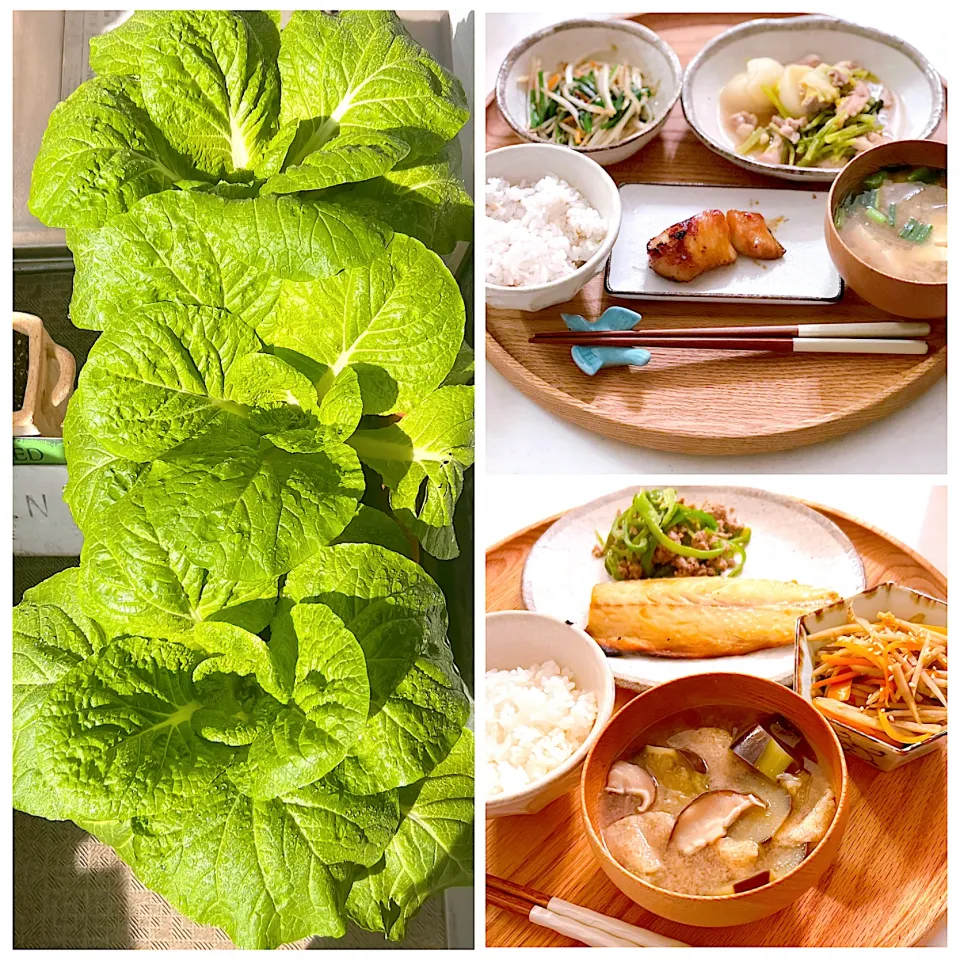 最近の夜ご飯|＊Aloha＊さん