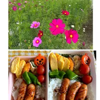 ウィンナーお弁当|harutomomamaさん