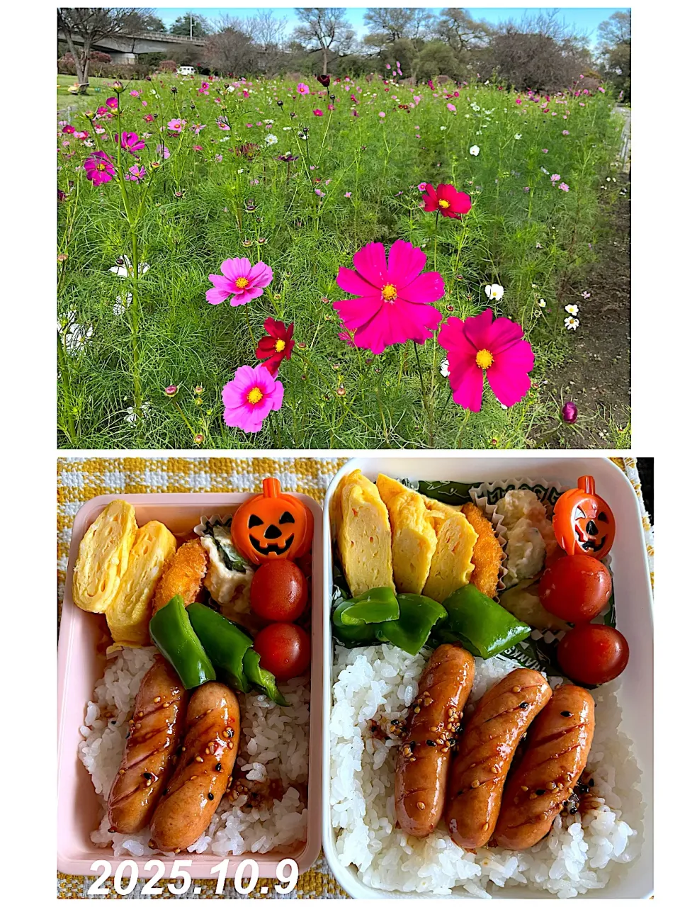 ウィンナーお弁当|harutomomamaさん