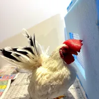 |パオパオあつこさん