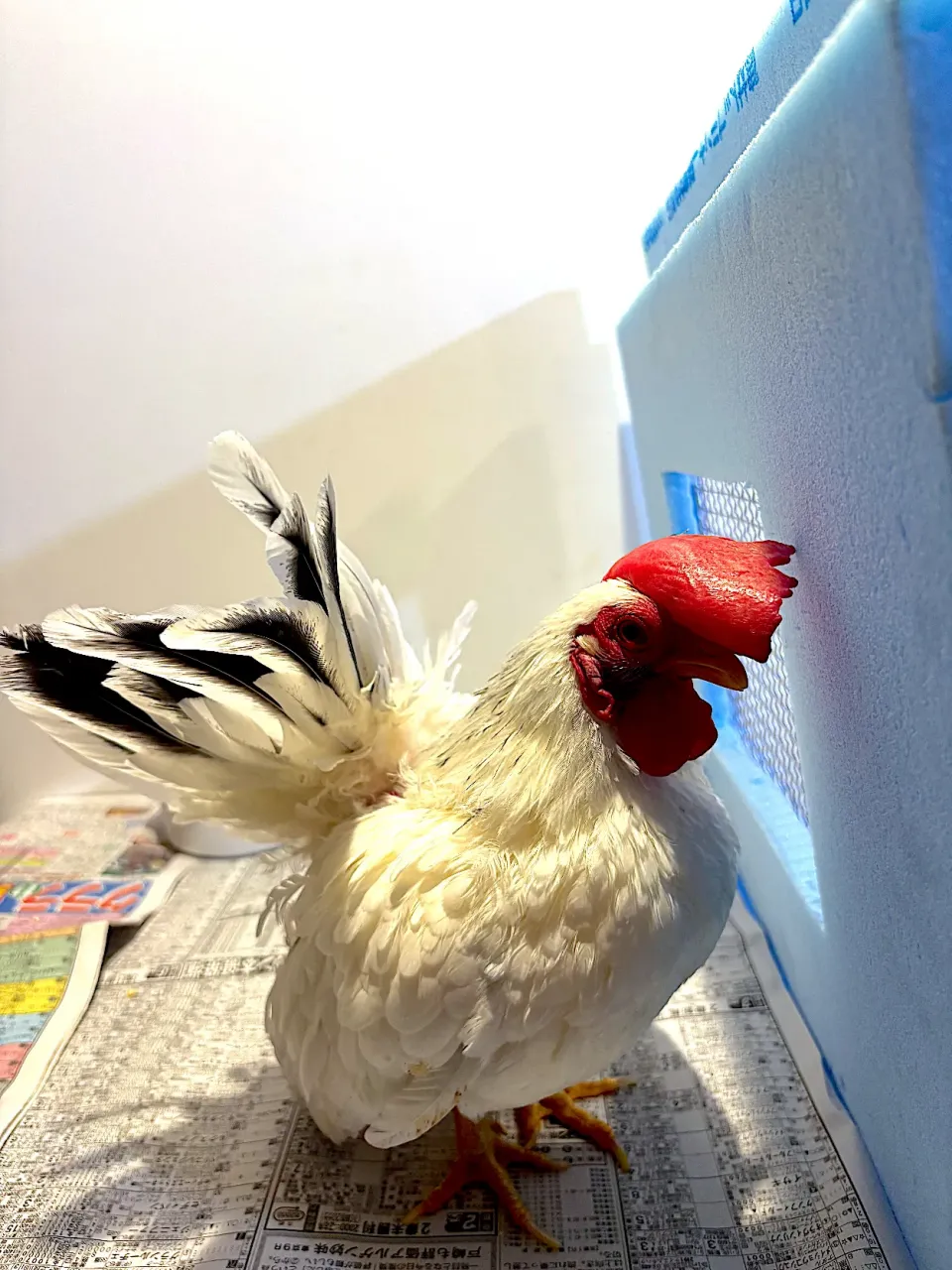 |パオパオあつこさん