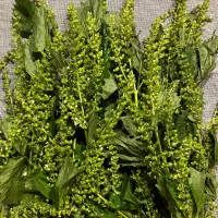 しその実 甘辛漬けに|うさかめさん