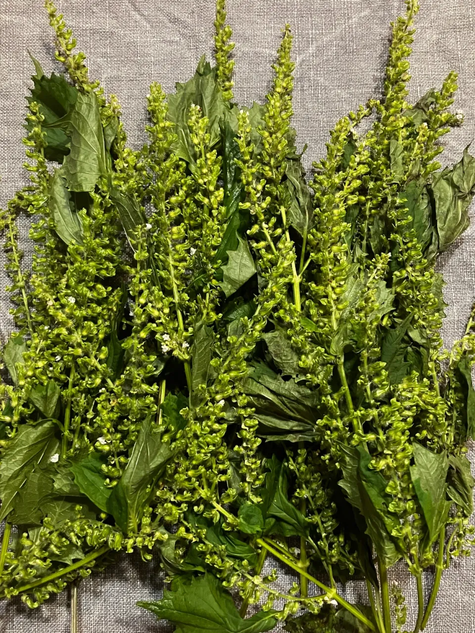 しその実 甘辛漬けに|うさかめさん