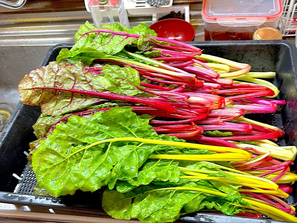 スイスチャード|みーこさん