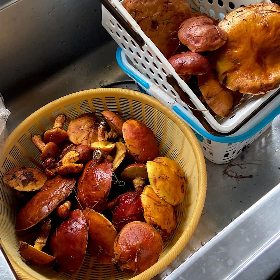 10月12日 きのこ狩り3回目　今日は２箇所行ってみましたが、何かの骨🦴を発見。熊が怖くて逃げ帰って来ました|renharuruさん