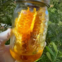 日本蜜蜂の蜂蜜を採取🍯巣ごと一欠片美味しく頂きます🙏|美味飯さん