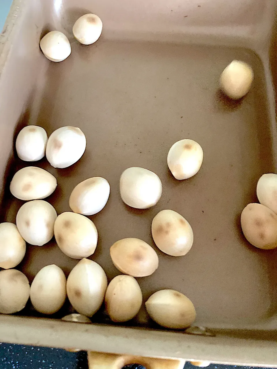 銀杏を炒る作業がすき😍|さくたえさん