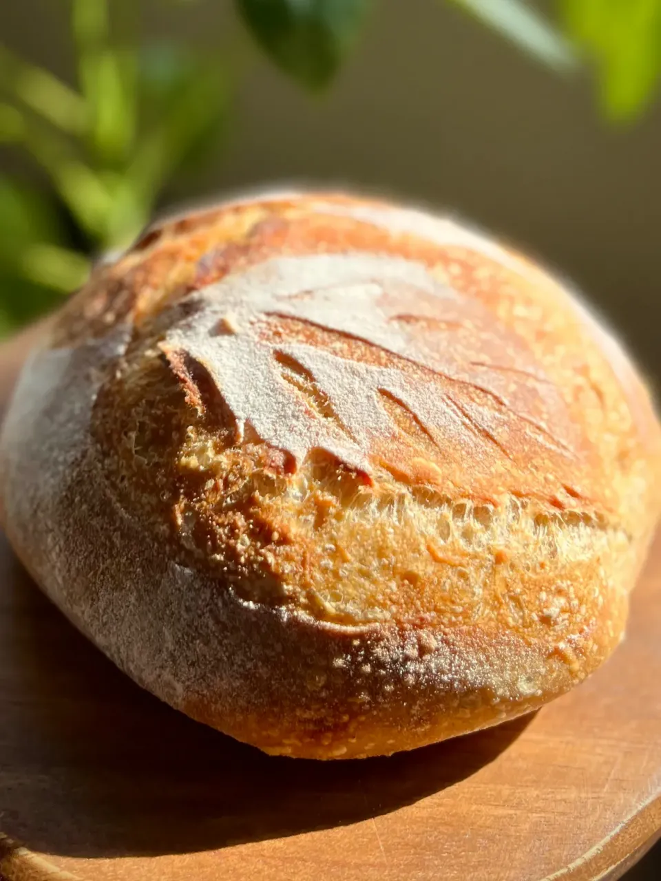 自家製酵母のカンパーニュ 〜葉っぱクープと全粒粉の風味〜|アッコ✨さん