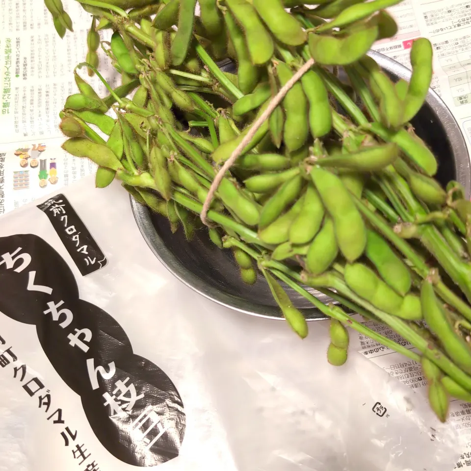 筑前クロダマル　ちくちゃん枝豆　今からカット|チョコさん
