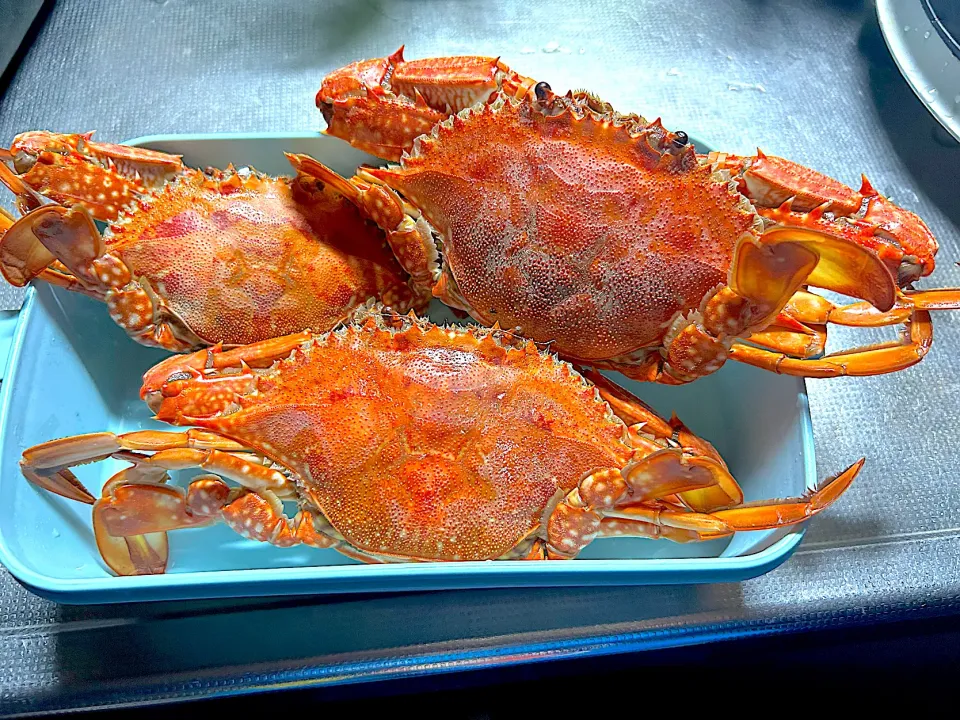 渡り蟹|kyonmiさん