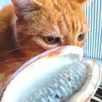 山の幸、アケビ😽食べるとこ少ない|さくらんぼさん
